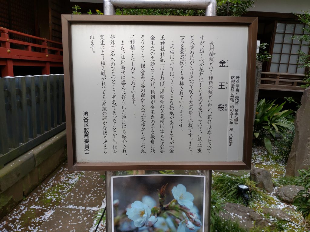渋谷の金王八幡宮、金王桜が満開です